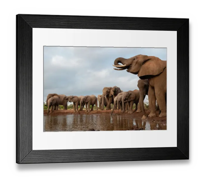 Framed Print : A herd of African elephants, Loxodonta Africana, drinking. Mashatu Game Reserve, Botswana Framed Print : A herd of African elephants, Loxodonta Africana, drinking. Mashatu Game Reserve, Botswana