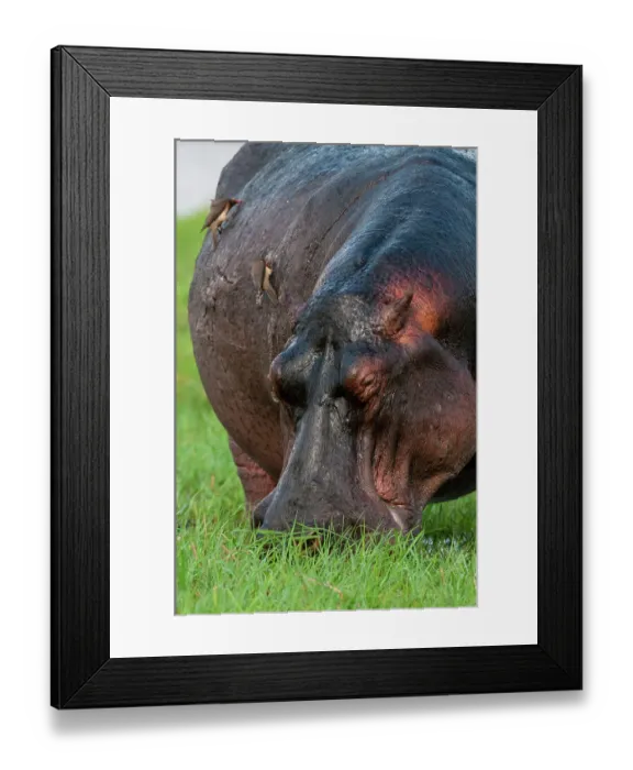 Framed Print : Close-up of a hippopotamus, Hippopotamus amphibius, grazing on a grass island. Chobe River, Chobe National Park, Botswana Framed Print : Close-up of a hippopotamus, Hippopotamus amphibius, grazing on a grass island. Chobe River, Chobe National Park, Botswana