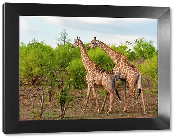 A male and a female southern giraffe, Giraffa camelopardalis, walking together through a shrubby landscape. Chobe National Park, Botswana