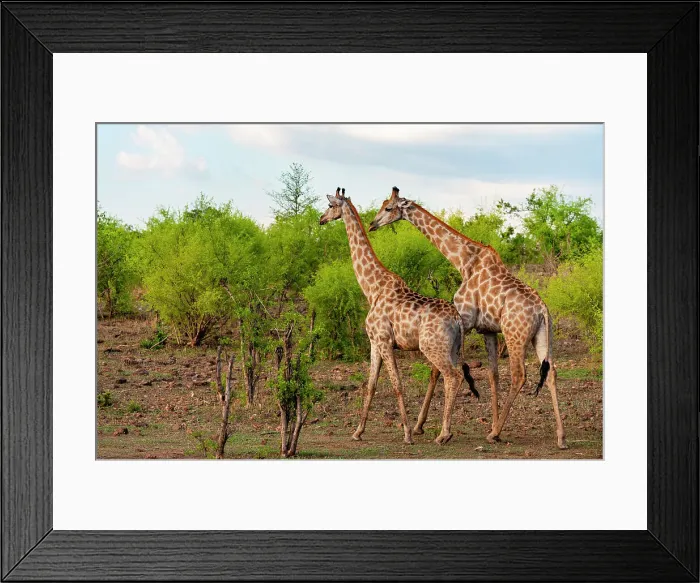 Framed Print : A male and a female southern giraffe, Giraffa camelopardalis, walking together through a shrubby landscape. Chobe National Park, Botswana