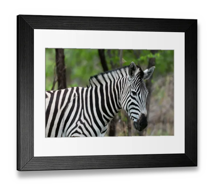 Framed Print : Close-up portrait of a plains or Burchell's zebra, Equus burchellii. Khwai Concession Area, Okavango, Botswana