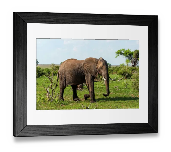 Framed Print : An African elephant, Loxodonta Africana, glancing at the photographer as it walks by. Chobe National Park, Botswana Framed Print : An African elephant, Loxodonta Africana, glancing at the photographer as it walks by. Chobe National Park, Botswana