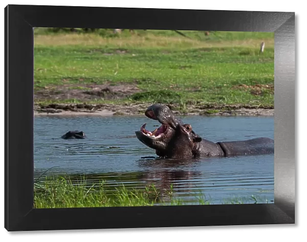 A hippopotamus, Hippopotamus amphibius, in water, exhibiting territorial behavior. Khwai Concession Area, Okavango, Botswana