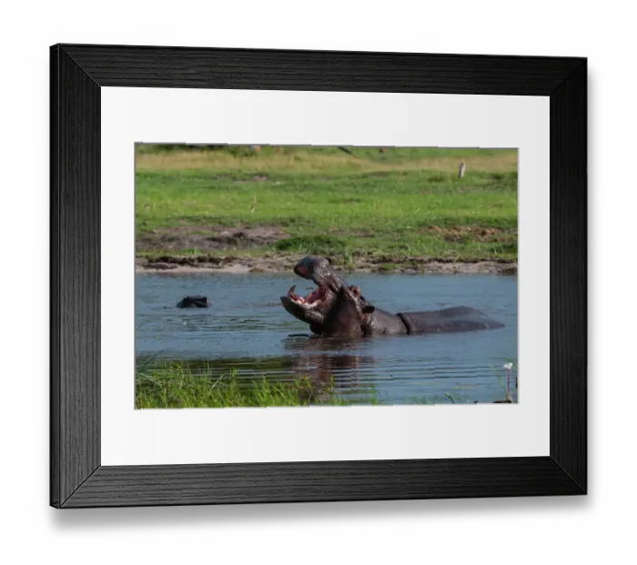 Framed Print : A hippopotamus, Hippopotamus amphibius, in water, exhibiting territorial behavior. Khwai Concession Area, Okavango, Botswana