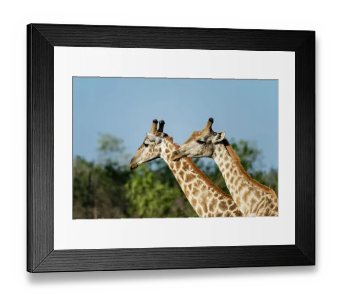 Framed Print : A portrait of two male southern giraffes, Giraffa camelopardalis. Okavango Delta, Botswana Framed Print : A portrait of two male southern giraffes, Giraffa camelopardalis. Okavango Delta, Botswana