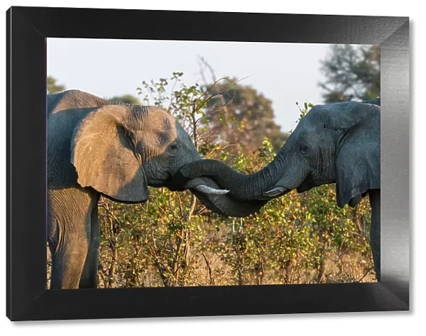 Two African elephants, Loxodonta Africana, sparring. Okavango Delta, Botswana