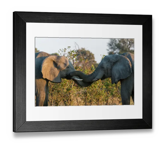 Framed Print : Two African elephants, Loxodonta Africana, sparring. Okavango Delta, Botswana