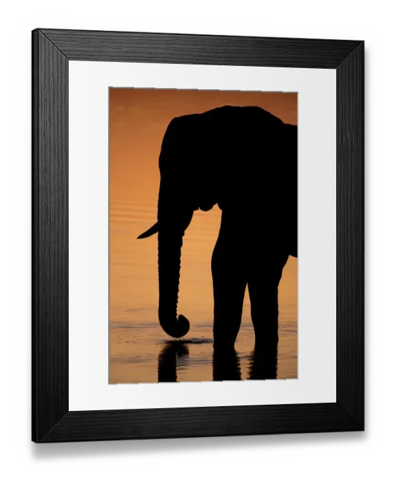 Framed Print : An African elephant, Loxodonta Africana, drinking in the Khwai River at sunset, Okavango Delta, Botswana