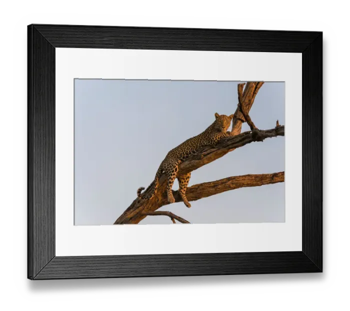 Framed Print : A leopard, Panthera pardus, resting in a tree top, warming up with the last rays of sun. Okavango Delta, Botswana Framed Print : A leopard, Panthera pardus, resting in a tree top, warming up with the last rays of sun. Okavango Delta, Botswana