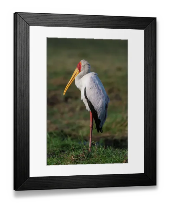 Framed Print : A yellow-billed stork, Mycteria ibis, in Chobe National Park. Botswana