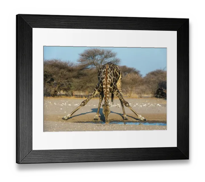 Framed Print : A southern giraffe, Giraffa camelopardalis, drinking. Kalahari, Botswana