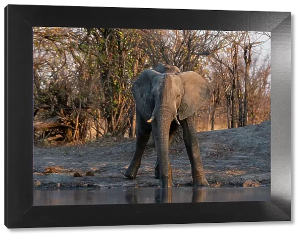An African elephant, Loxodonta Africana, drinking at a waterhole. Okavango Delta, Botswana