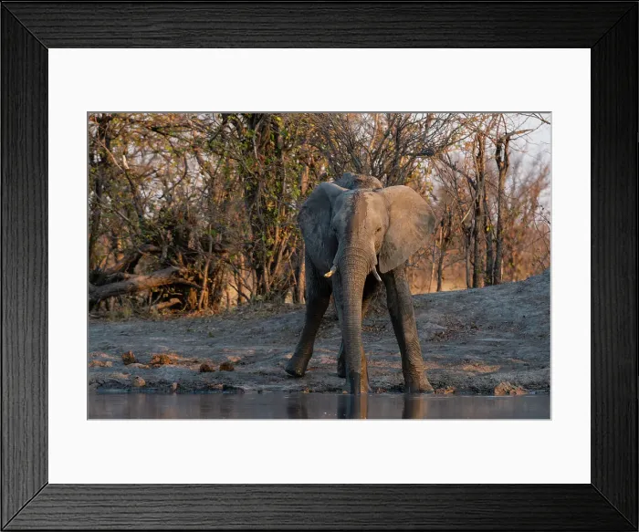 Framed Print : An African elephant, Loxodonta Africana, drinking at a waterhole. Okavango Delta, Botswana