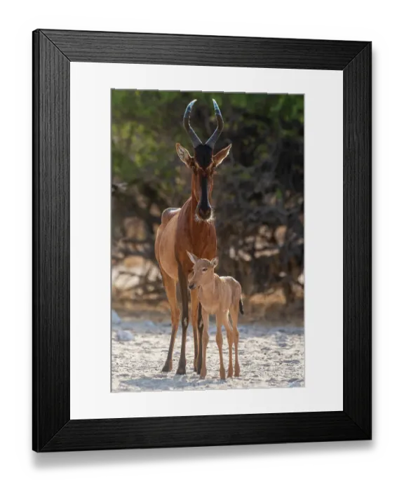 Framed Print : A red hartebeest, Alcelaphus buselaphus, at waterhole with its calf. Kalahari, Botswana Framed Print : A red hartebeest, Alcelaphus buselaphus, at waterhole with its calf. Kalahari, Botswana