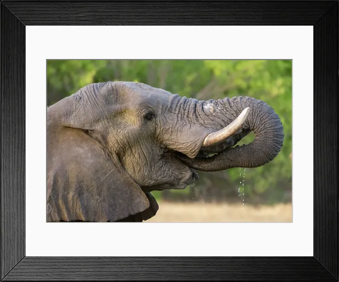 Framed Print : An African elephant, Loxodonta Africana, drinking in Okavango Delta's Khwai Concession. Botswana Framed Print : An African elephant, Loxodonta Africana, drinking in Okavango Delta's Khwai Concession. Botswana