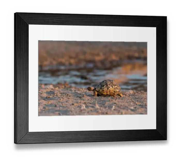 Framed Print : A leopard tortoise, Stigmochelys pardalis, at waterhole. Kalahari, Botswana