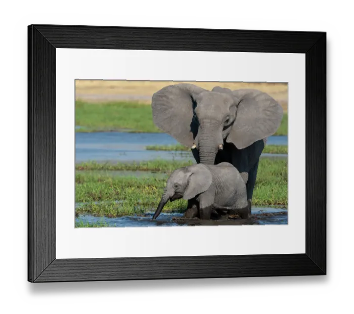 Framed Print : A female African elephant and calf, Loxodonta Africana, drinking in the river Khwai. Khwai Concession, Okavango Delta, Botswana Framed Print : A female African elephant and calf, Loxodonta Africana, drinking in the river Khwai. Khwai Concession, Okavango Delta, Botswana