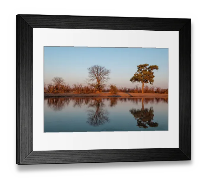 Framed Print : Trees casting reflections in the Khwai River at sunset Khwai River, Okavango Delta, Botswana Framed Print : Trees casting reflections in the Khwai River at sunset Khwai River, Okavango Delta, Botswana
