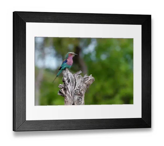 Framed Print : A lilac-breasted roller, Coracias caudata, perches on a tree branch. Khwai Concession, Okavango Delta, Botswana Framed Print : A lilac-breasted roller, Coracias caudata, perches on a tree branch. Khwai Concession, Okavango Delta, Botswana