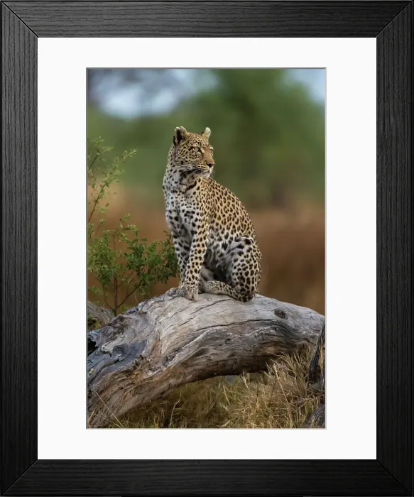 Framed Print : A leopard, Panthera pardus, standing on a dead fallen tree in the Okavango Delta's Khwai Concession. Botswana Framed Print : A leopard, Panthera pardus, standing on a dead fallen tree in the Okavango Delta's Khwai Concession. Botswana