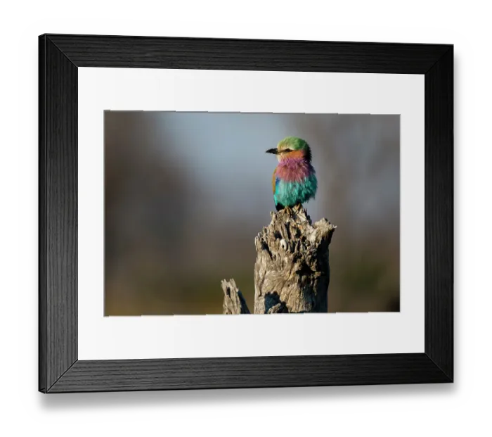 Framed Print : Portrait of a lilac-breasted roller, Coracias caudatus, perching on a dead tree stump. Okavango Delta, Botswana