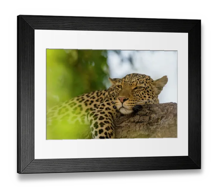 Framed Print : A leopard, Panthera pardus, resting on a tree branch. Chobe National Park, Botswana