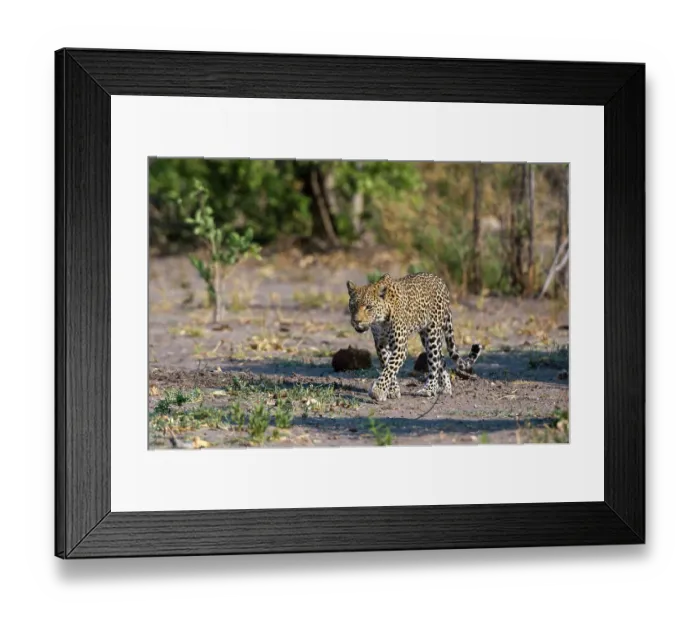 Framed Print : A female leopard, Panthera pardus, walking in Chobe National Park's Savuti marsh. Botswana Framed Print : A female leopard, Panthera pardus, walking in Chobe National Park's Savuti marsh. Botswana