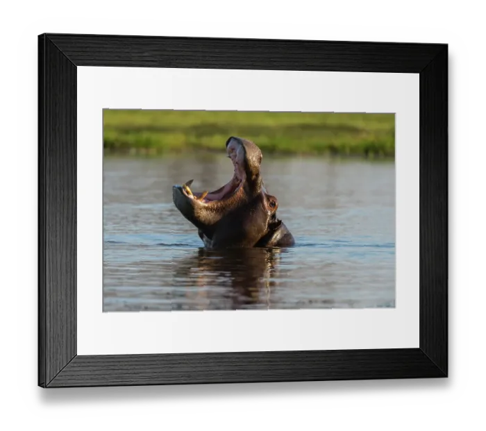 Framed Print : A hippopotamus, Hippopotamus amphibius, in a mouth opening territorial display. Okavango Delta, Botswana Framed Print : A hippopotamus, Hippopotamus amphibius, in a mouth opening territorial display. Okavango Delta, Botswana