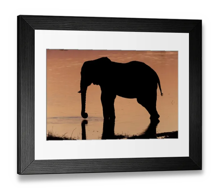 Framed Print : An African elephant, Loxodonta Africana, drinking in the Khwai River at sunset, Okavango Delta, Botswana Framed Print : An African elephant, Loxodonta Africana, drinking in the Khwai River at sunset, Okavango Delta, Botswana