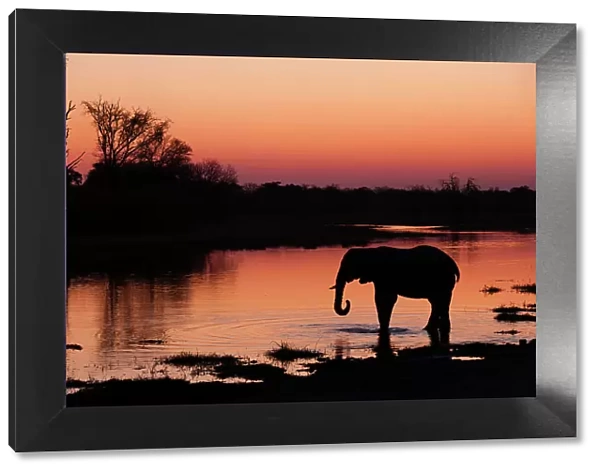 An African elephant, Loxodonta Africana, drinking in the Khwai River at sunset, Okavango Delta, Botswana