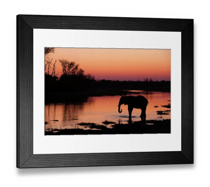 Framed Print : An African elephant, Loxodonta Africana, drinking in the Khwai River at sunset, Okavango Delta, Botswana Framed Print : An African elephant, Loxodonta Africana, drinking in the Khwai River at sunset, Okavango Delta, Botswana