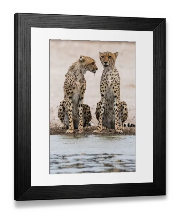 Framed Print : Two cheetahs, Acinonyx jubatus, at a waterhole. Kalahari, Botswana