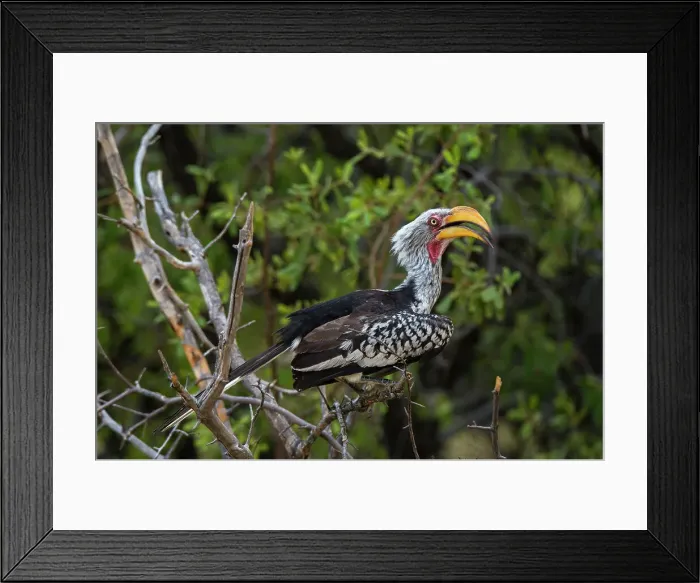 Framed Print : An eastern yellow-billed hornbill, Tockus flavirostris, perching in the Okavango Delta's Khwai Concession. Botswana Framed Print : An eastern yellow-billed hornbill, Tockus flavirostris, perching in the Okavango Delta's Khwai Concession. Botswana
