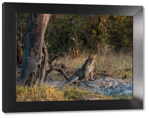 A leopard, Panthera pardus, resting near a dead tree. Okavango Delta, Botswana