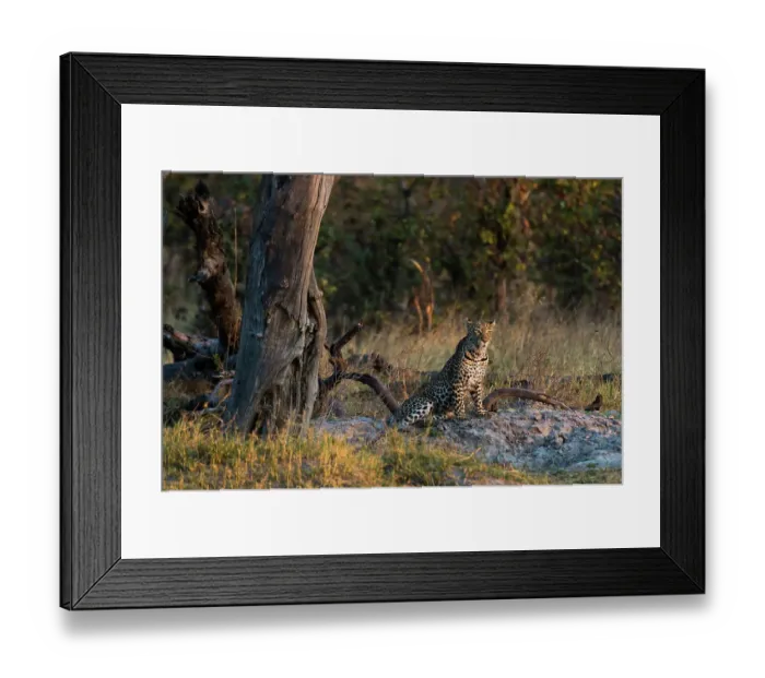 Framed Print : A leopard, Panthera pardus, resting near a dead tree. Okavango Delta, Botswana Framed Print : A leopard, Panthera pardus, resting near a dead tree. Okavango Delta, Botswana