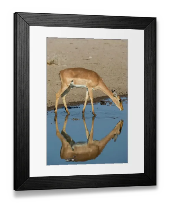 Framed Print : A female impala, Aepyceros melampus, drinking from a waterhole. Kalahari, Botswana Framed Print : A female impala, Aepyceros melampus, drinking from a waterhole. Kalahari, Botswana