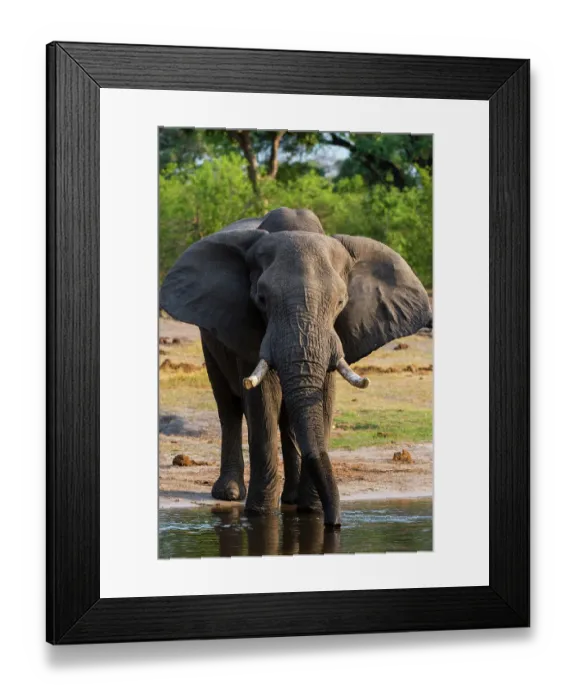 Framed Print : African elephant, Loxodonta Africana, drinking in Okavango Delta's Khwai Concession. Botswana