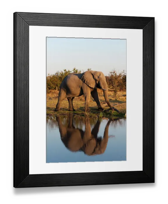 Framed Print : An African elephant, Loxodonta Africana, walking beside a waterhole. Okavango Delta, Botswana Framed Print : An African elephant, Loxodonta Africana, walking beside a waterhole. Okavango Delta, Botswana