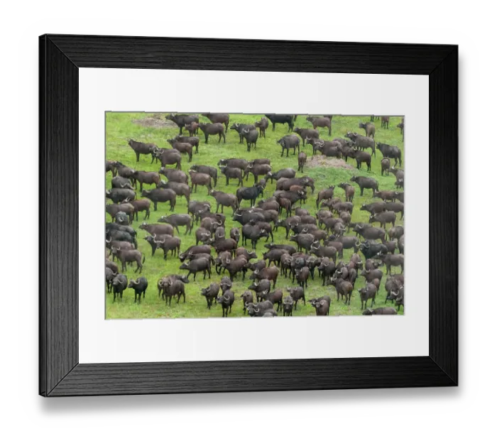 Framed Print : An aerial view of a herd of African buffalo, Syncerus caffer. Okavango Delta, Botswana