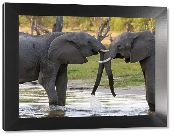 Two African elephants, Loxodonta Africana, sparring in Okavango Delta's Khwai Concession. Botswana