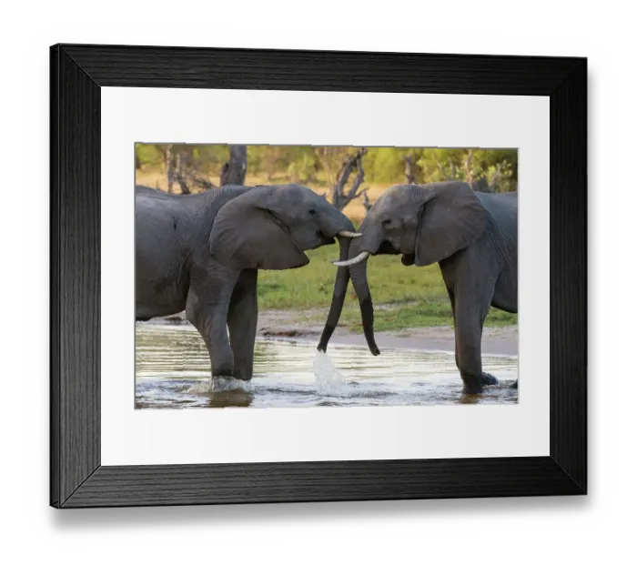 Framed Print : Two African elephants, Loxodonta Africana, sparring in Okavango Delta's Khwai Concession. Botswana Framed Print : Two African elephants, Loxodonta Africana, sparring in Okavango Delta's Khwai Concession. Botswana