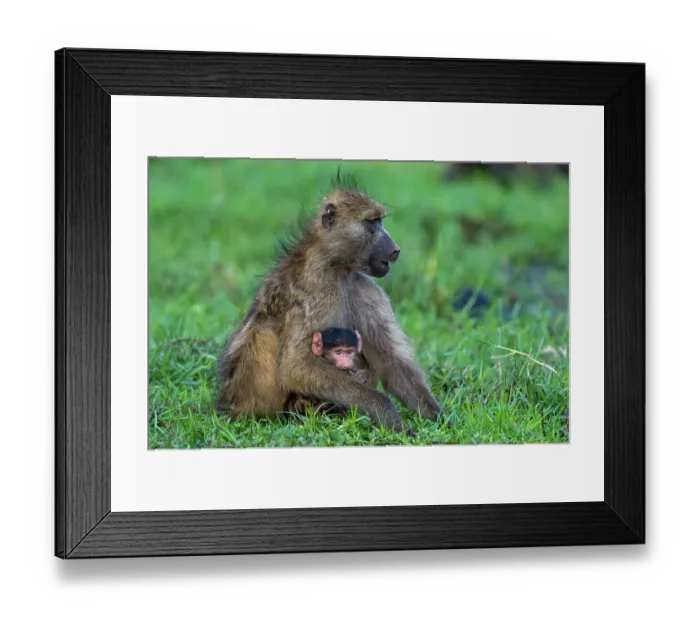Framed Print : A chacma baboon, Papio ursinus, with a newborn in Chobe National Park. Botswana