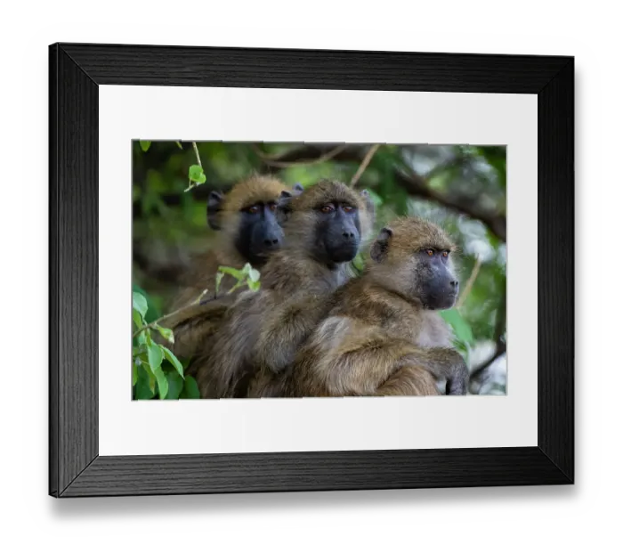 Framed Print : Three chacma baboons, Papio ursinus, sitting in a tree in Chobe National Park. Botswana Framed Print : Three chacma baboons, Papio ursinus, sitting in a tree in Chobe National Park. Botswana