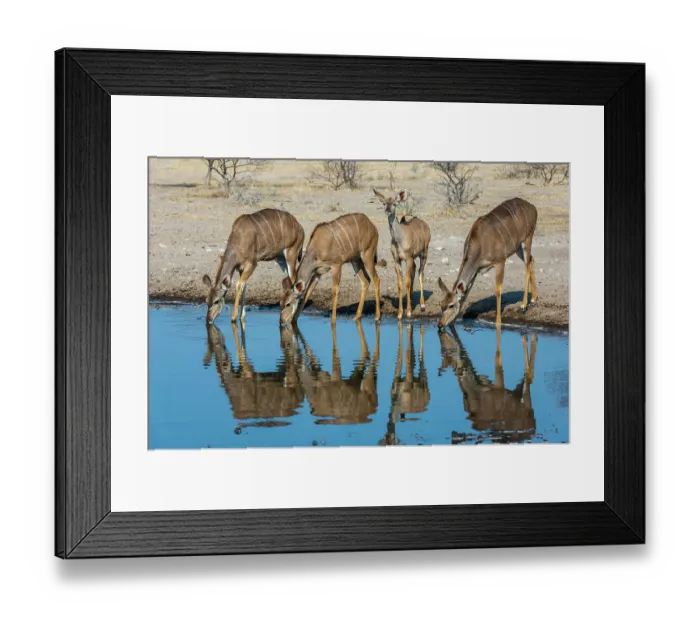 Framed Print : Female greater kudu, Tragelaphus strepsiceros, drinking at waterhole. Kalahari, Botswana Framed Print : Female greater kudu, Tragelaphus strepsiceros, drinking at waterhole. Kalahari, Botswana