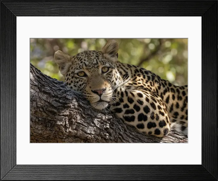 Framed Print : Portrait of a leopard, Panthera pardus, resting on a tree and looking at the camera. Khwai Concession, Okavango Delta, Botswana Framed Print : Portrait of a leopard, Panthera pardus, resting on a tree and looking at the camera. Khwai Concession, Okavango Delta, Botswana