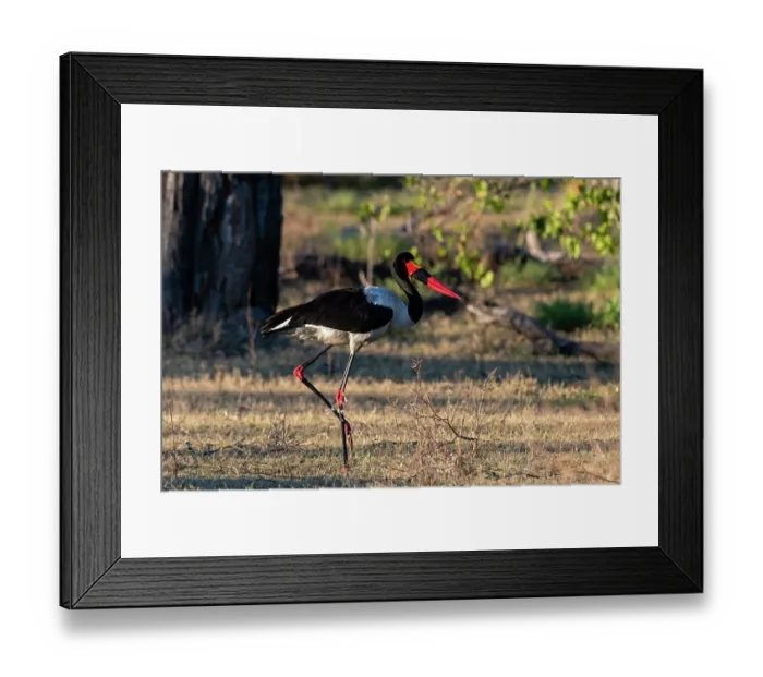 Framed Print : A saddle-billed stork, Ephippiorhynchus senegalensis, walking. Moremi Game Reserve, Okavango Delta, Botswana Framed Print : A saddle-billed stork, Ephippiorhynchus senegalensis, walking. Moremi Game Reserve, Okavango Delta, Botswana