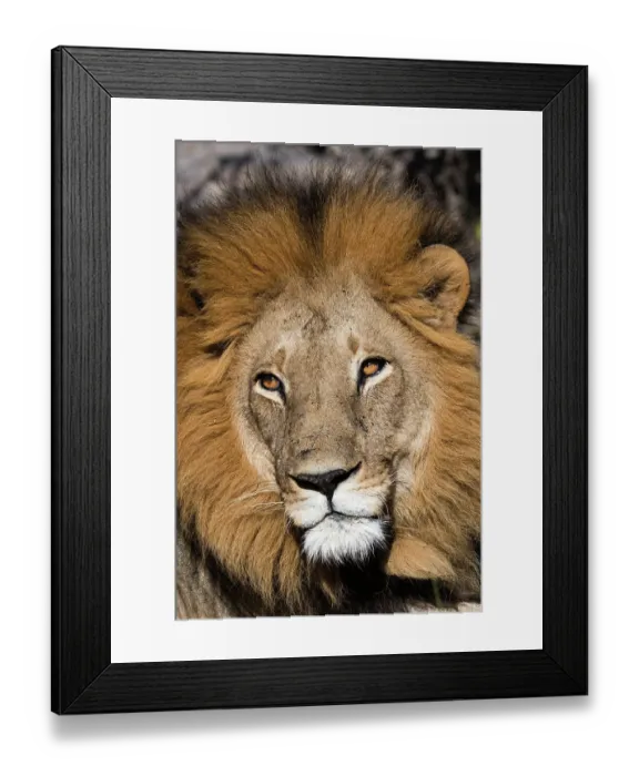 Framed Print : Close-up portrait of a male lion, Panthera leo. Moremi Game Reserve, Okavango Delta, Botswana Framed Print : Close-up portrait of a male lion, Panthera leo. Moremi Game Reserve, Okavango Delta, Botswana