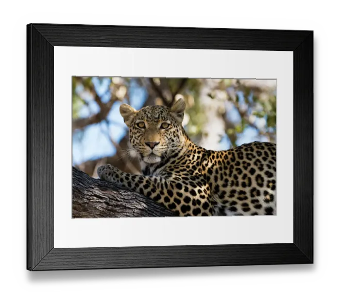 Framed Print : Portrait of a leopard, Panthera pardus, resting on a tree and looking at the camera. Khwai Concession, Okavango Delta, Botswana Framed Print : Portrait of a leopard, Panthera pardus, resting on a tree and looking at the camera. Khwai Concession, Okavango Delta, Botswana