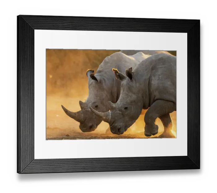 Framed Print : Two white rhinoceroses, Ceratotherium simum, walking in a cloud of dust at sunset. Kalahari, Botswana Framed Print : Two white rhinoceroses, Ceratotherium simum, walking in a cloud of dust at sunset. Kalahari, Botswana