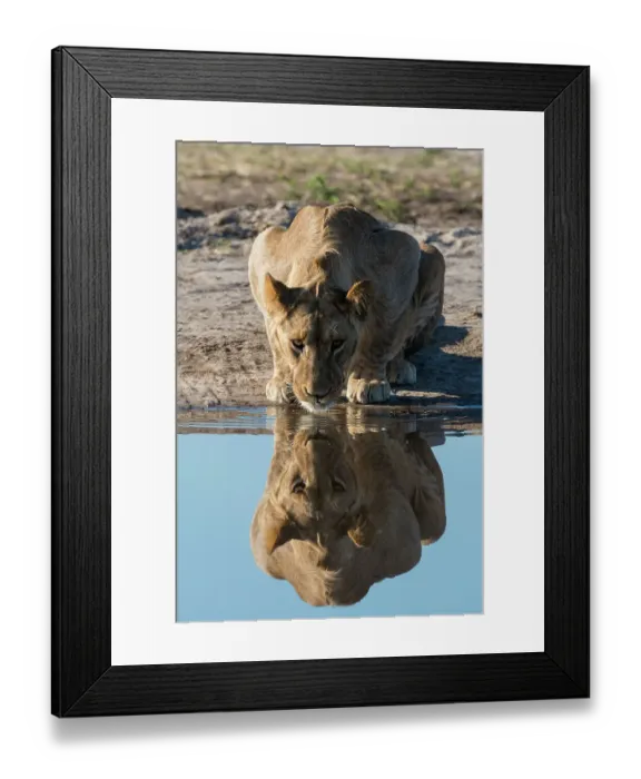 Framed Print : A sub-adult lion, Panthera leo, drinks at waterhole. Savuti, Chobe National Park, Botswana Framed Print : A sub-adult lion, Panthera leo, drinks at waterhole. Savuti, Chobe National Park, Botswana